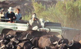 Budget Safaris