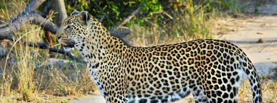 Sabi Sands Leopard