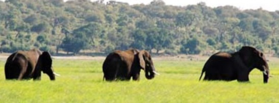 Chobe National Park