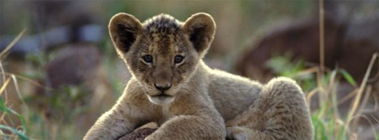 Kruger National Park