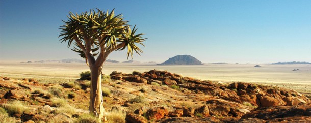 A koker boom etched against a typically endless Namibian skyline.