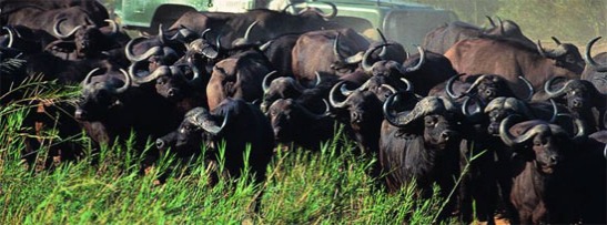Tanzania wildebeest migration