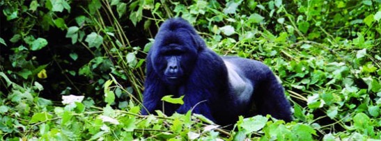 Uganda gorilla