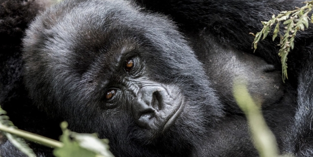 Mountain gorilla trekking in Africa by Rick Bergstrom