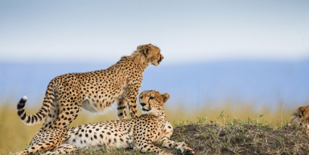 Best time to visit Kenya on safari