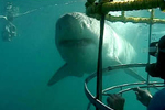 Scuba and Shark Diving