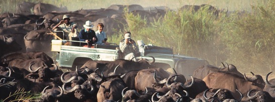 On a budget safari in the Serengeti
