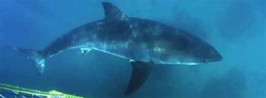 Shark cage diving