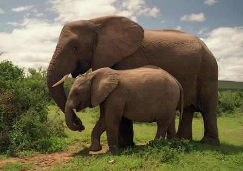 Addo Elephant National Park - Image of Elephants