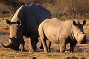 White Rhinos in Khama Rhino Sanctuary