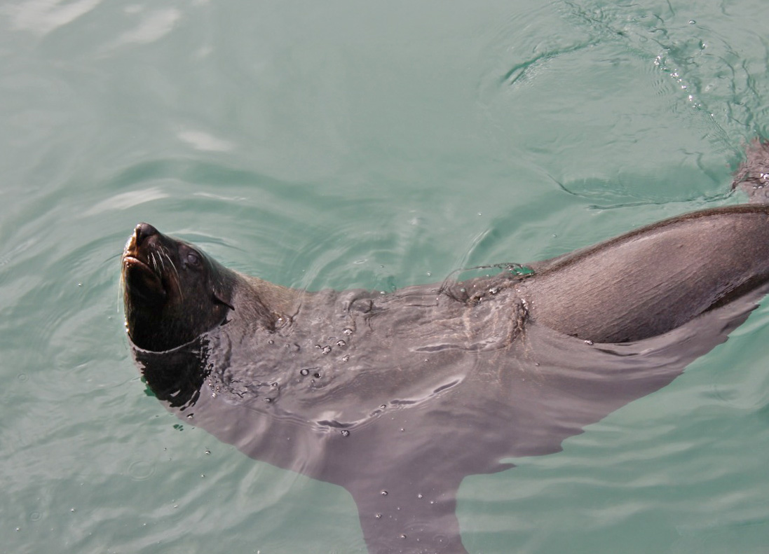 Seal in Hout Bay Harbour