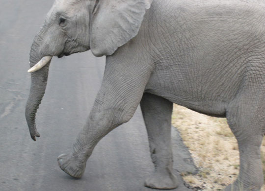 Elephant bull crossing road in Kruger Park