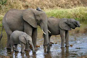 Kenya Tsavo Elephants by Craig R. Sholley