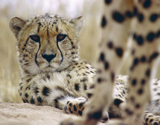 Endangered Cheetah in Africa