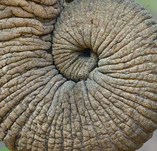 Elephant trunk image