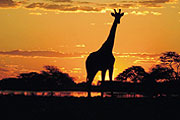 African Sunset with Giraffe in Natural Habitat
