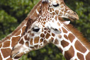 Giraffes