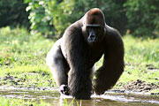 Gorilla Image by Chloe Cipolletta - WWF