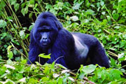 Mountain Gorilla in Bwindi Park, Uganda