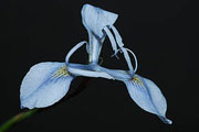 New Iris Species