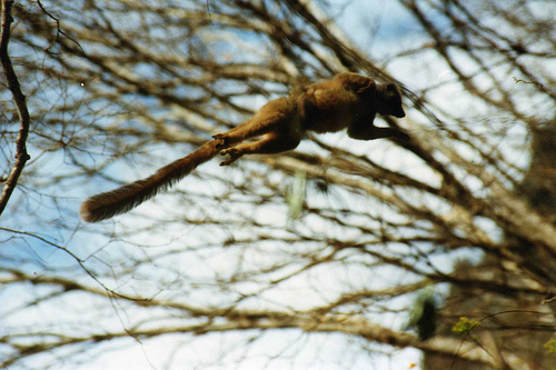 Sanford's Brown Lemur by Leonora Enking