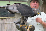 Moholoholo Wildlife Centre Eagle
