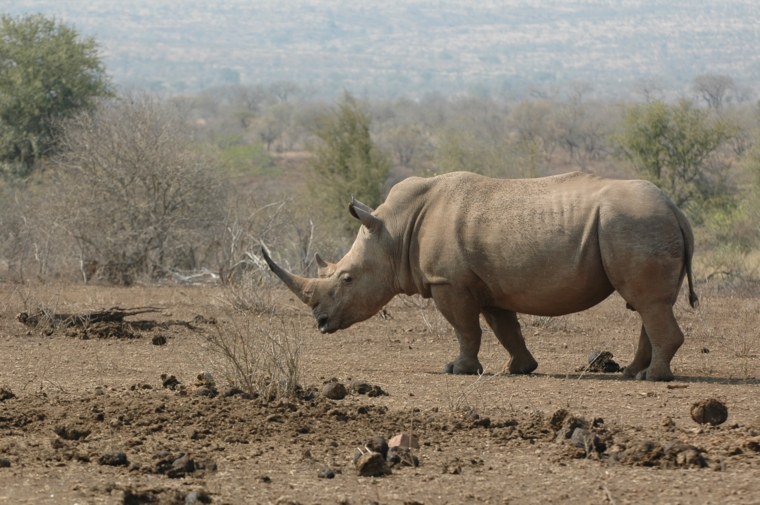 Kruger Park Rhino