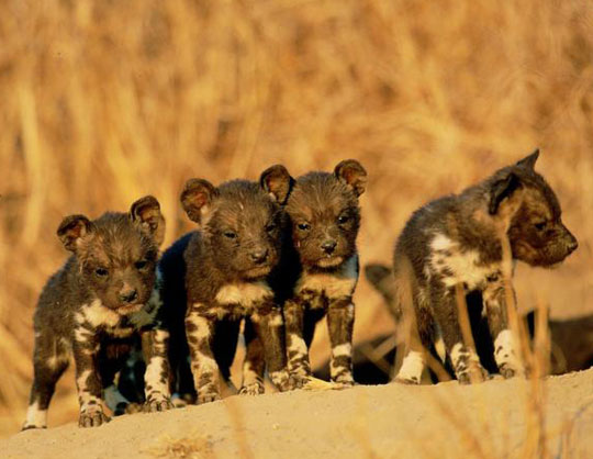 African Wild Dog pups