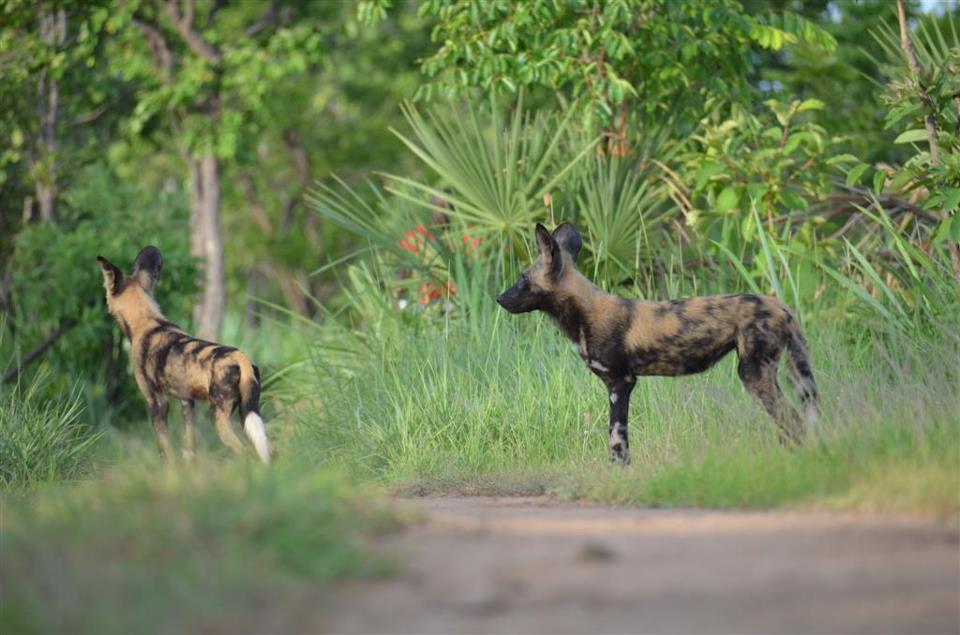 Wild Dogs in Niassa Reserve