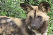 African Wild Dog in Kruger