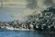 Great Migration - Serengeti to Masai Mara