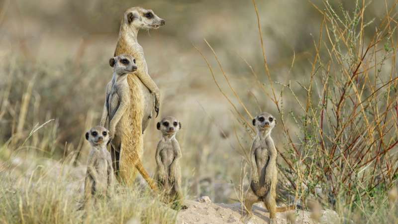 Botswana Kalahari Desert meerkats-2