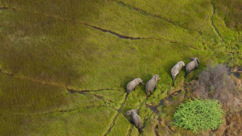 Botswana Safari Tours in Delta