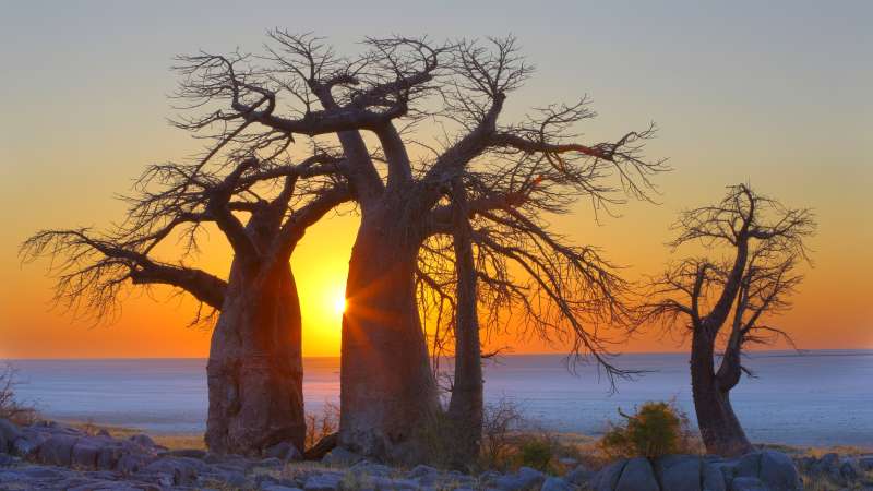 Kubu island Makgadikgadi