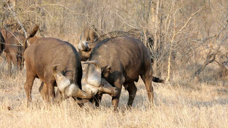 Buffalo bulls fighting in sabi sands