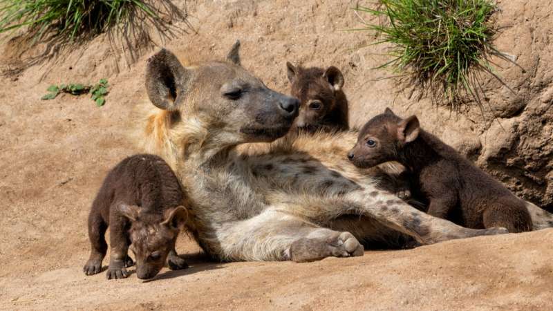 Hyena den with mother and cubs in sabi