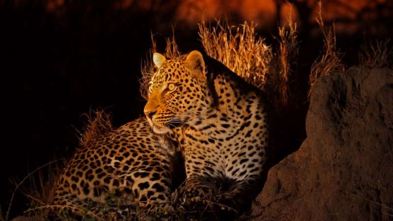 Leopard in sabi on night drive