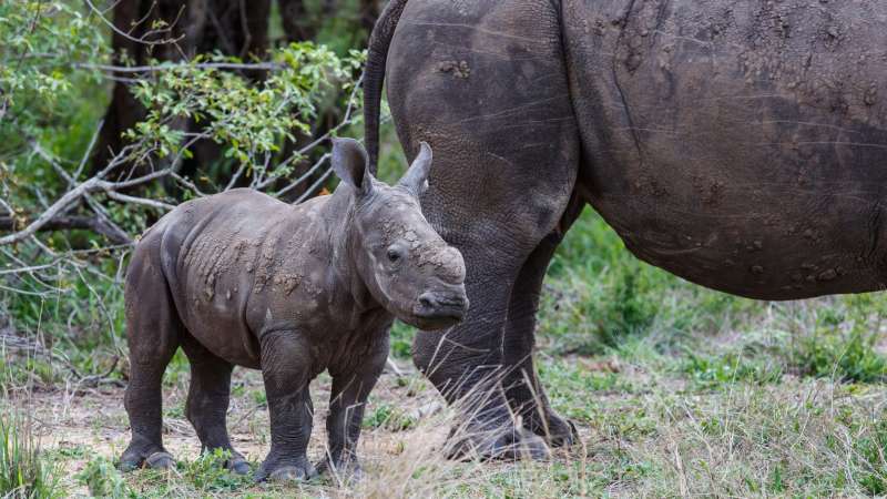 Rhino baby in sabi sands