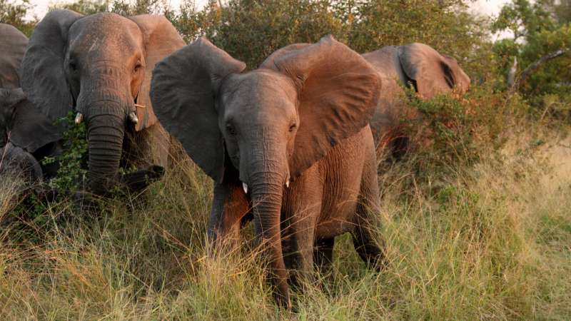 Sabi elephant herd