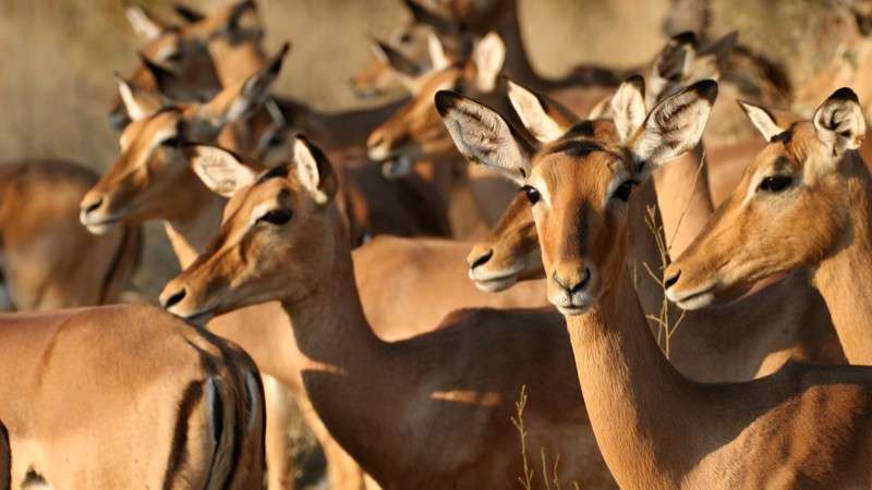 Sabi impala herd