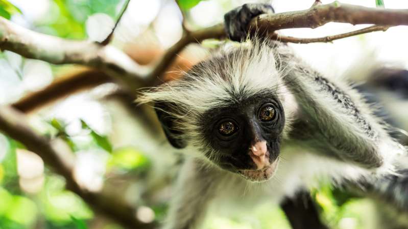 Colobus monkey Zanzibar