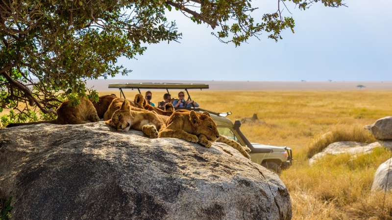 Lions on Tanzania safari tour