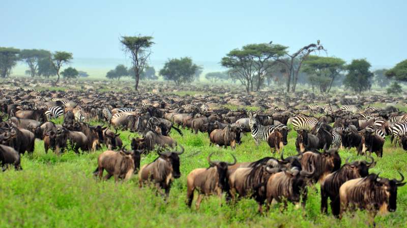 Serengeti Great Migration, Tanzania