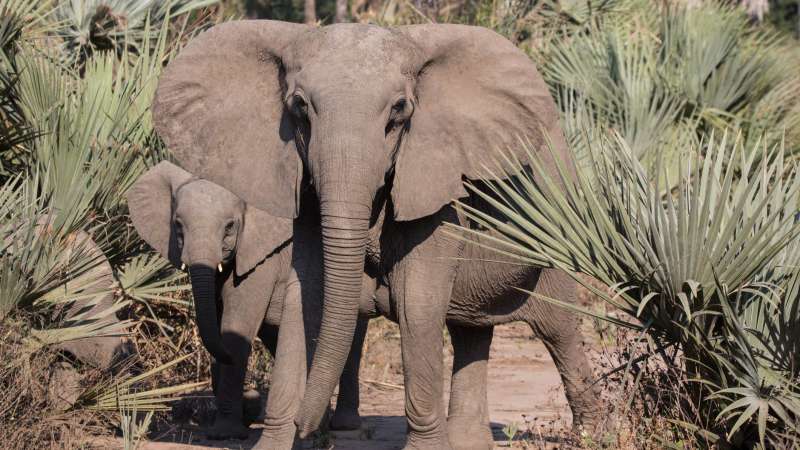 Gorongosa National Park