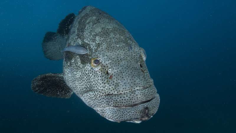 Giant Grouper Bazaruto Archipelago