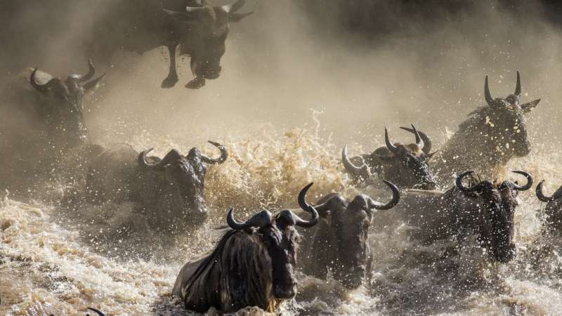 Wildebeest migration Kenya safari tours