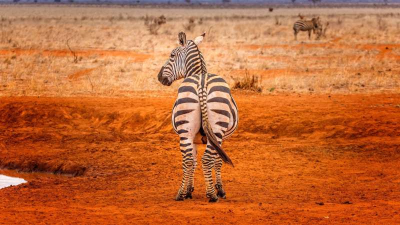 Zebra in Tsavo National Park