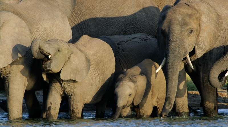 Hwange-national-park-elephants