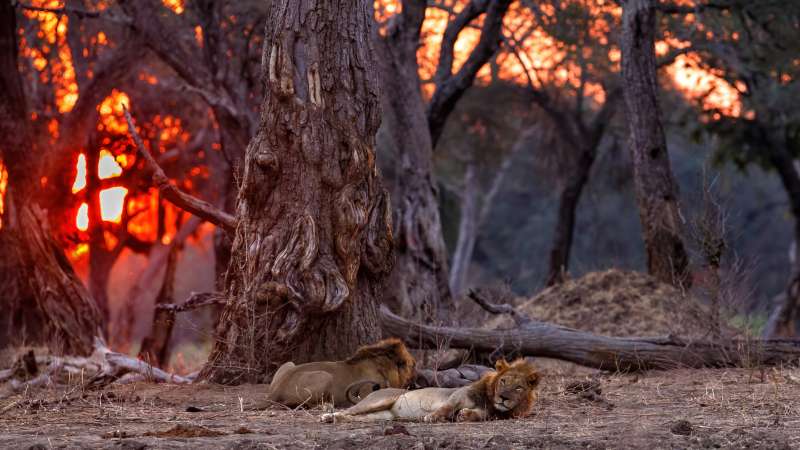 Mana pools lions sleeping