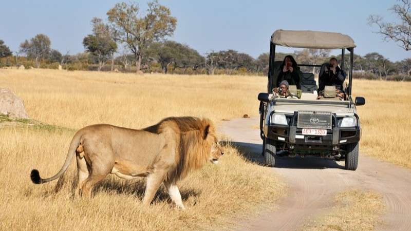 Zimbabwe Safari lion in Hwange national park zimbabwe